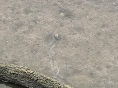 Unionidae