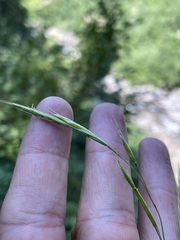 Bromus vulgaris