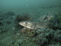 Scyliorhinus canicula