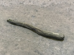 Unionidae