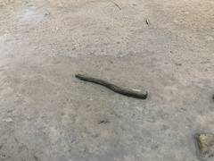 Unionidae