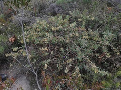 Hakea prostrata