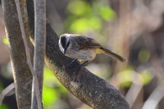 Pycnonotus goiavier analis