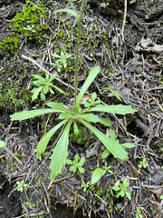 Micranthes ferruginea