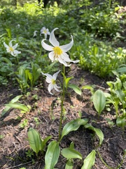 Erythronium montanum
