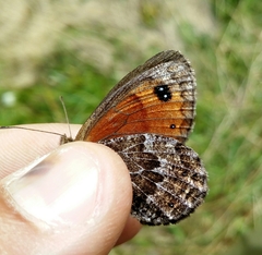 Erebia montanus