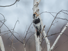 Dendrocopos leucotos