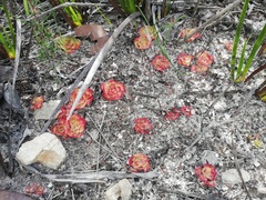 Drosera zonaria