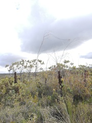 Eucalyptus sepulcralis