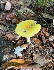 Amanita