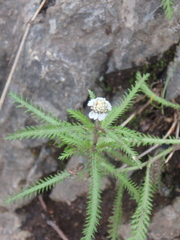 Achillea alpina camtschatica