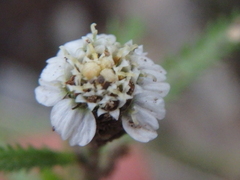 Achillea alpina camtschatica