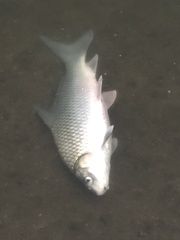 Carpiodes carpio