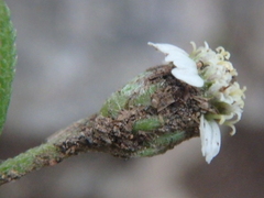 Achillea alpina camtschatica
