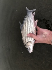 Carpiodes carpio