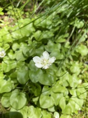Parnassia cirrata intermedia