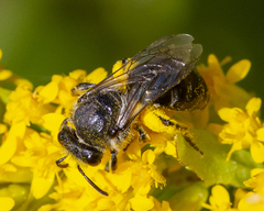 Colletes simulans