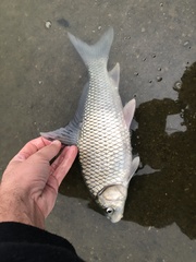 Carpiodes carpio