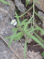 Achillea alpina camtschatica