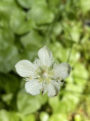 Parnassia cirrata intermedia
