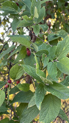 Celtis reticulata