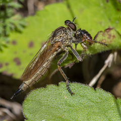 Machimus erythocnemius