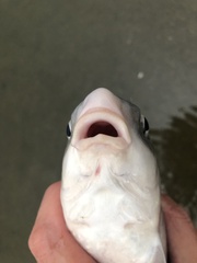 Carpiodes carpio