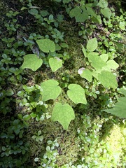 Vancouveria hexandra