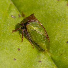 Stictocephala basalis