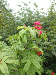 Sorbus sambucifolia