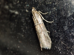 Acrobasis bithynella