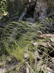 Deschampsia