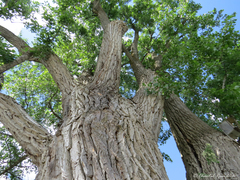 Populus deltoides