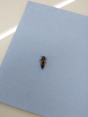 Harmonia axyridis