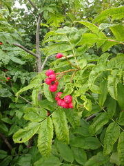 Sorbus sambucifolia