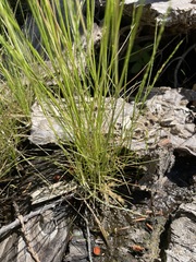 Deschampsia