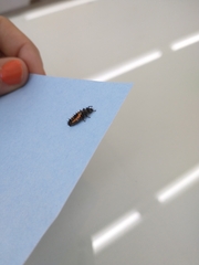 Harmonia axyridis