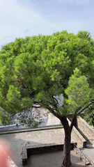 Pinus pinea
