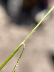 Deschampsia