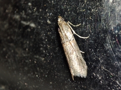 Acrobasis bithynella