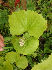 Parasenecio kamtschaticus