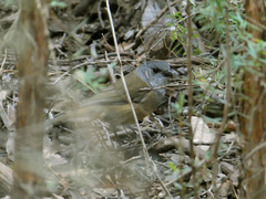 Pachycephala olivacea
