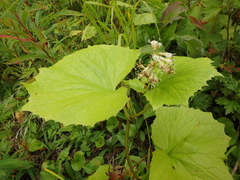 Parasenecio kamtschaticus