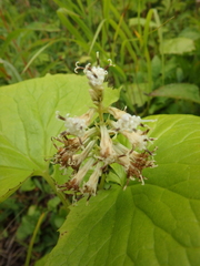 Parasenecio kamtschaticus