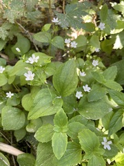 Claytonia