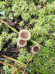 Ampulloclitocybe clavipes