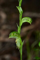 Pterostylis macilenta