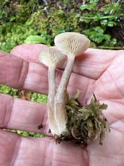 Ampulloclitocybe clavipes