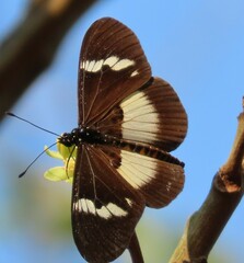Acraea aganice