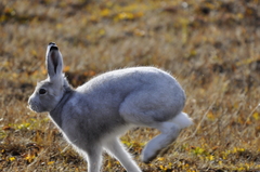 Lepus arcticus